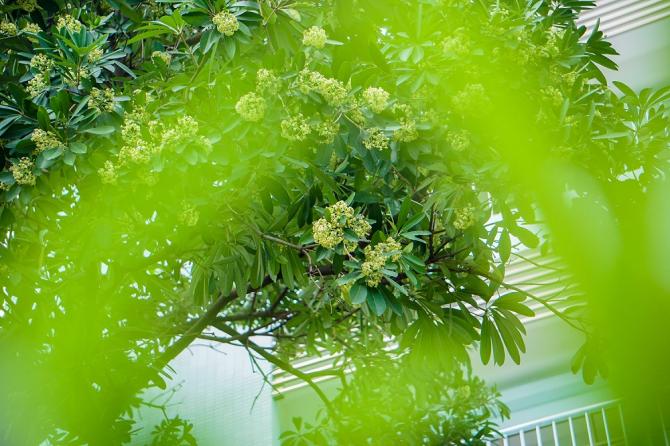 Mùa thu, Mùa hoa sữa